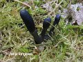 Xylaria longipes-amf1935